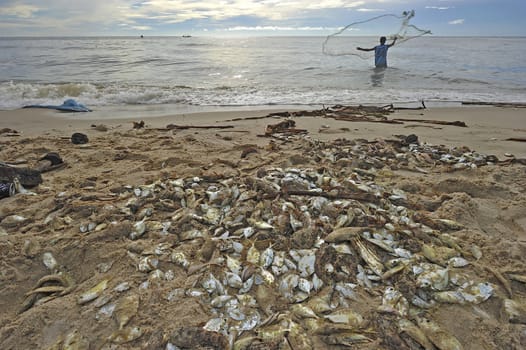 fish dead on the beach because freshwater flow to the sea