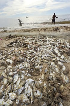 fish dead on the beach because freshwater flow to the sea