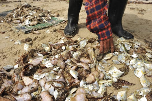 fish dead on the beach because freshwater flow to the sea