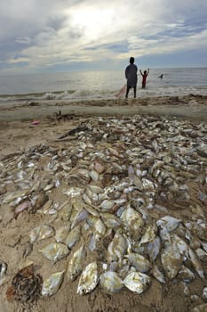 fish dead on the beach because freshwater flow to the sea