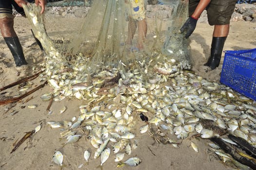 fish dead on the beach because freshwater flow to the sea