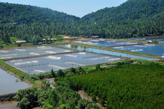 The Shrimp farming in thailand from aerial view.