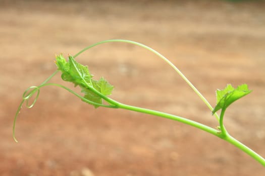 Green ivy, on green background in garden