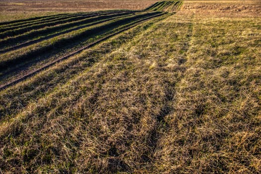 Countryside road overgrown with grass. Lots of wheel ruts.