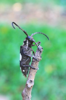 insect from Thailand, longhorn beetle in Genus Batocera