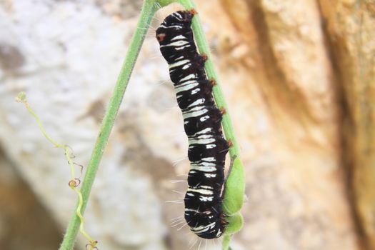 black caterpillar, close up caterpillar in nature