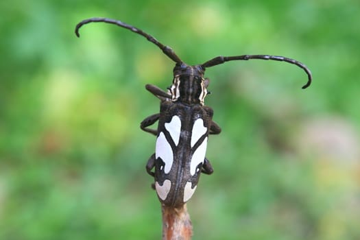 insect from Thailand, longhorn beetle in Genus Batocera