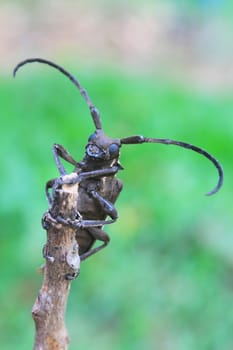 insect from Thailand, longhorn beetle in Genus Batocera