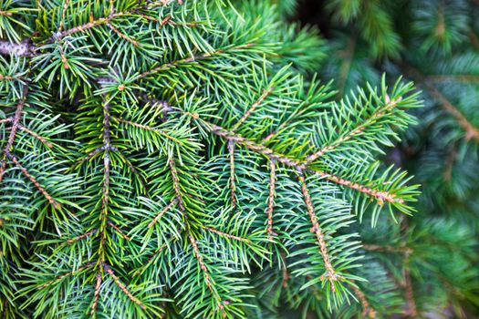 Branches of the evergreen coniferous plant with needle-like leaves.