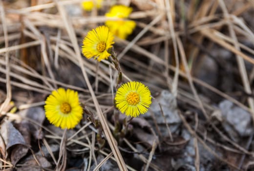 Yellow spring flowers coltsfoot (Tussilago farfara) on dry leaves and dry grass background