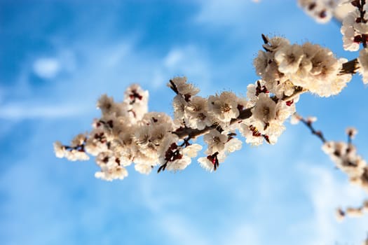 Apricot blossom branches against the blue sky.