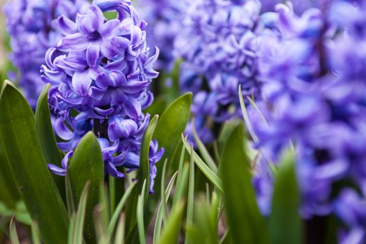 Romantic and delicate spring flower Hyacinth in bloom