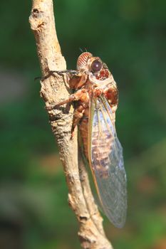 Cicadas in the trees, close up insect from nature