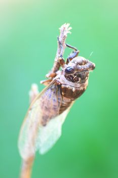 Cicadas in the trees, close up insect from nature