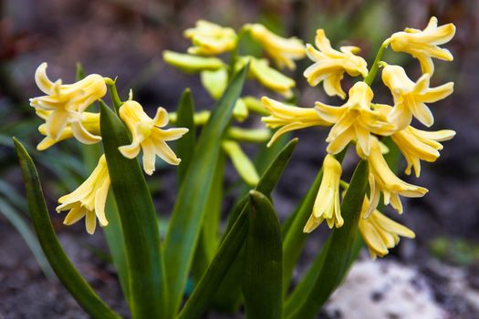 Romantic and delicate spring flower Hyacinth in bloom