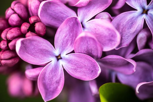 Closeup of beautiful and delicate spring lilac flowers.