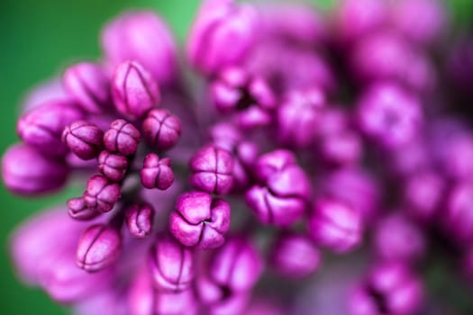 Closeup of the delicate buds of beautiful spring lilac flowers 