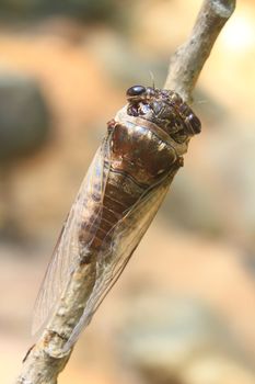 Cicadas in the trees, close up insect from nature