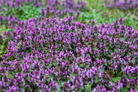 Lots of blooming dead nettles with purple flowers.