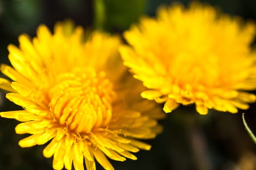 Closeup of two blooming yellow dandelion flowers.