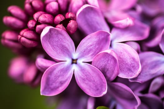 Closeup of beautiful and delicate spring lilac flowers 