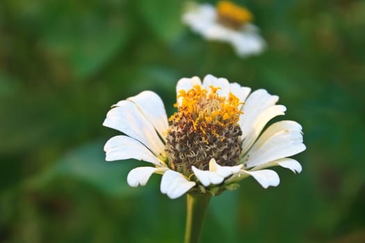 Zinnia elegans in field, summer in garden Thailand