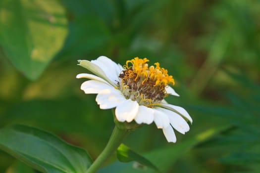 Zinnia elegans in field, summer in garden Thailand