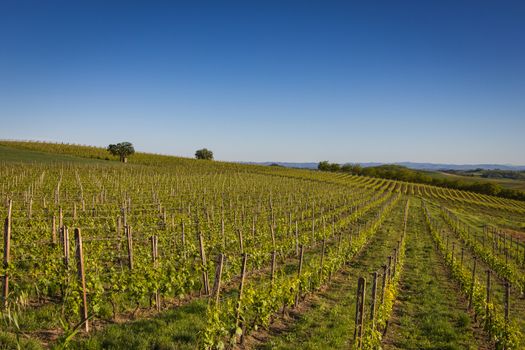 Vineyards on the Hills of Italy under the blue sky