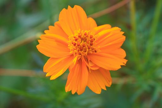 Marigold  flowers field, summer in garden Thailand 