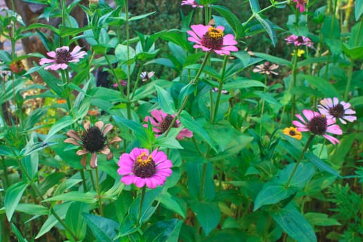 Zinnia elegans in field, summer in garden Thailand