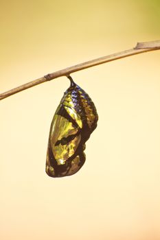 beautiful Monarch chrysalis (Danaus plexippus) hanging on branch
