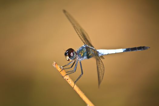 Dragonfly sitting on a branch of green background