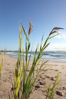 Beach reeds glisten and sway in the morning breeze.