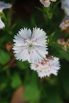 Flower from Thailand, Dianthus Chinensis Flowers or China Pink , Indian Pink
