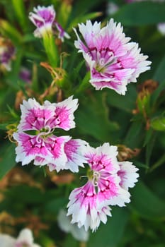 Flower from Thailand, Dianthus Chinensis Flowers or China Pink , Indian Pink