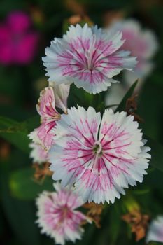 Flower from Thailand, Dianthus Chinensis Flowers or China Pink , Indian Pink