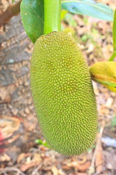 jackfruit (alternately jack tree, jakfruit, or sometimes simply jack or jak; scientific name Artocarpus heterophyllus) on a tree