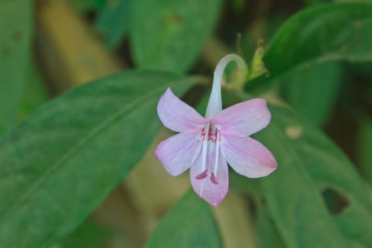 flower  from Thailand, close up flower in forest Thailand