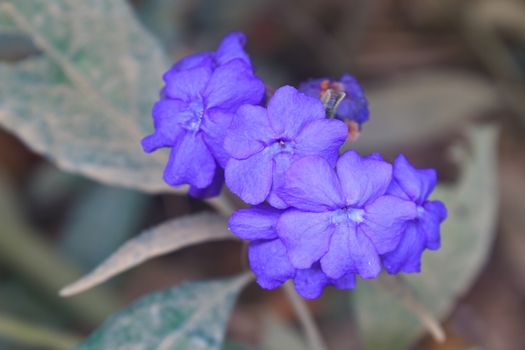 flower  from Thailand, close up flower in forest Thailand