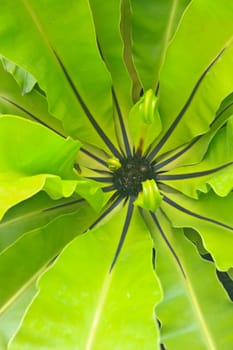 bird nest fern over veiw