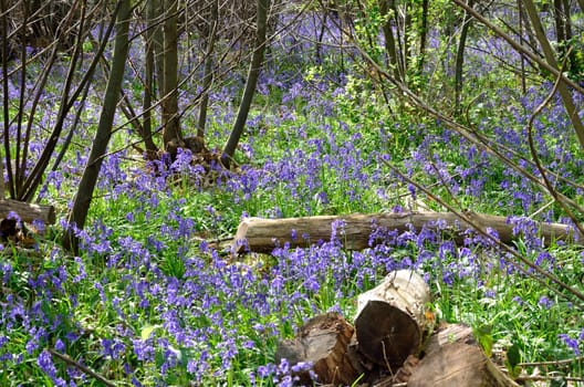 Bluebells in forest with logs 