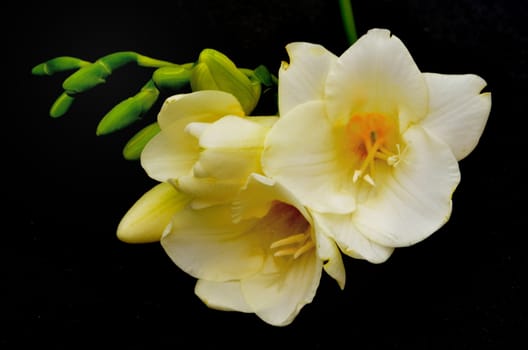 Light yellow flower on black background