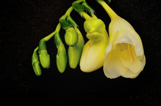 Opening light yellow flowers