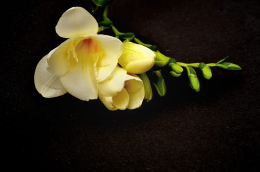 Light yellow flowers and buds