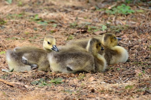 Group of goslings