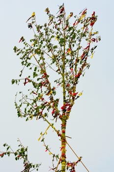 Large may pole tree
