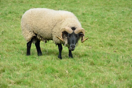 Rare breed sheep in field looking at camera