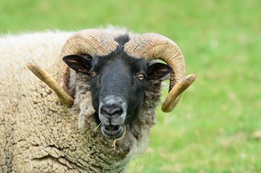 Head of rare breed sheep