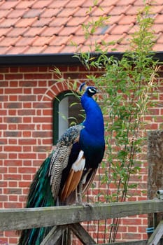Peacock standing on wood fence