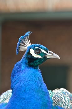 Head of blue peacock